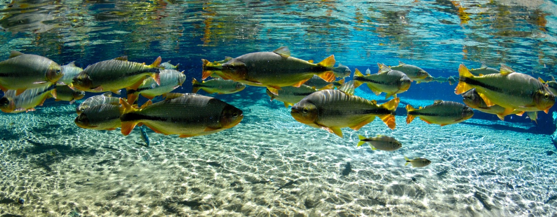 Imagem Onde o azul ganha vida-2